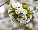 Orchard Blossom 138